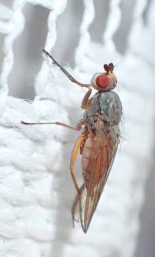 Réf. 181 076 : Tephrochlamys rufiventris